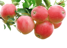 Apple Crumble Bright Fruit Gala Red Auglis - Free PNG