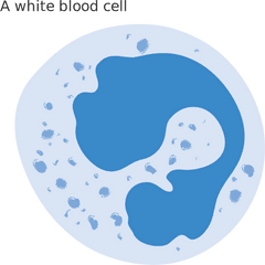 Cells Clipart Svg - Diagram White Blood Cell Png