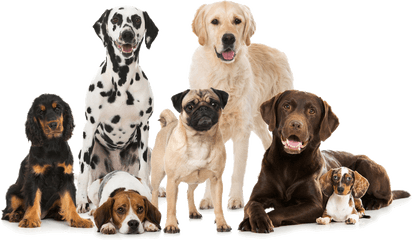 Group Of Dogs Png 4 Image - Best Dog Breeds