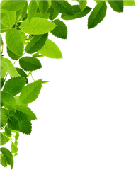 Leaves Png Images Transparent Collections - Transparent Leaves Png