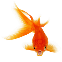 Real Fish Clipart - Free PNG