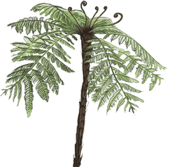 Download Fern - Fern Tree Png