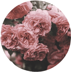 Aesthetic Roses Tumblr Overlay Circle Cute Pink Interes - Aesthetic Cute Circle Backgrounds Png