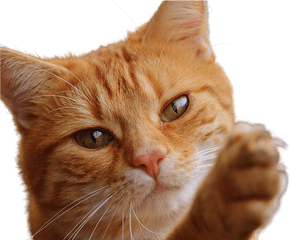 Cat Isolated Feline - Free Photo On Pixabay Png