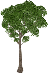 African Teak - Tree Png