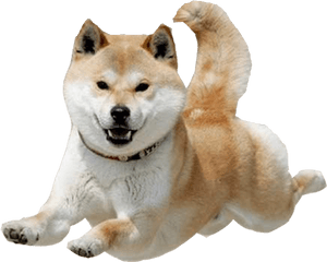 Dog Transparent Shiba Inu - Shiba Inu Transparent Background Png