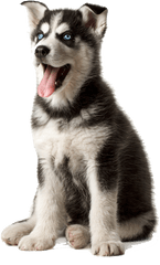 Husky Png Transparent Image - Husky Png