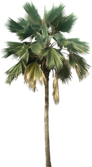 Palm Tree Great Looking Desert Plants - Palm Tree Png