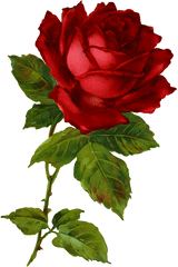 Red Flowers Plant - Free Image On Pixabay Floribunda Png