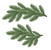 Fir-Tree Png Image