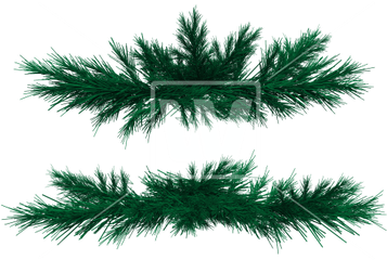 Fir Branches Png Tree