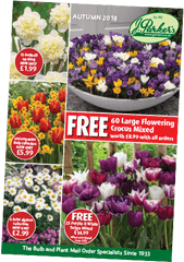 Latest Offers J Parker Dutch Bulbs Ground Cover - Parkers Garden Centre Png