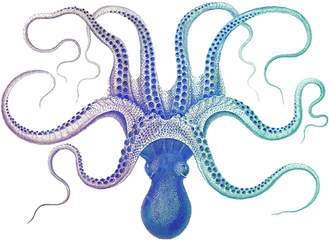 Galaxy Octopus Fleece Blanket - Polpo Book Png