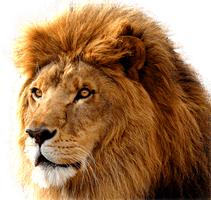 Lion Transparent - Free PNG