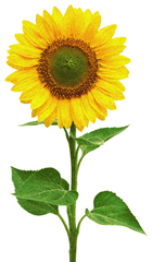 Sunflower - Flowerfreepngtransparentimagesfreedownload Sun Flower Png