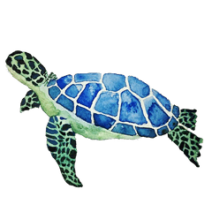 Cute Turtle Png - Free Png Turtles