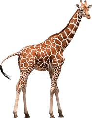 Zoo Animal - Transparent Background Giraffe Png