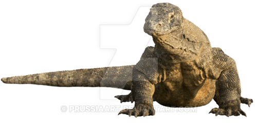 Download - Komodo Dragon Transparent Background Png