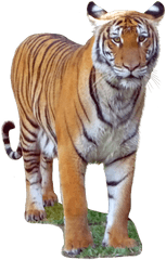 Download Malayan Tiger - Malayan Tiger Transparent Transparent Background Malayan Tiger Png