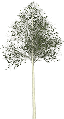 Aspen Tree Painted - Vertical Png