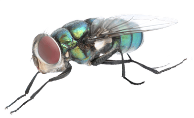 Fly Png Background Image - Olhos Tem Uma Mosca