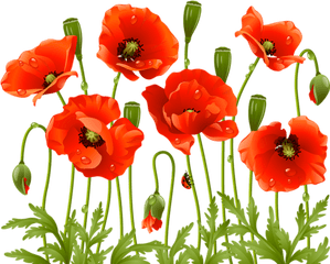 Download Poppy Flowers Red Poppies Spring Large - Poppy Flower Png