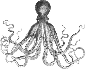 Worm Clipart Giant Picture - Octopus Drawing Png