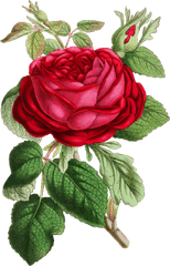 Clipart Roses Illustration - Rose Illustration Vintage Png