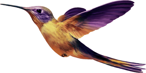 Birds Transparent Png File - Purple And Yellow Hummingbird