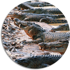 Image - All Type Of Crocodile Transparent Cartoon Jingfm Million Years Stone Park Pattaya Crocodile Farm Png