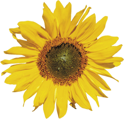 Sunflower Png Clipart - Sunflower Png Transparent