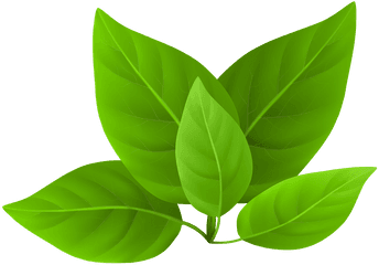 Library Stock Green Leaves Png Files - Transparent Green Leaf Png