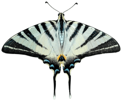 Butterfly Download HD - Free PNG