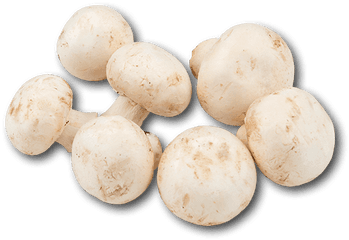 Download Holland White Mushroom - White Mushroom No Background Png