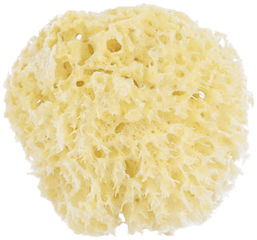 Natural Sea Sponge Honeycomb - Bread Png