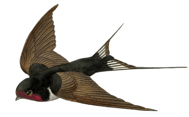 Free Bird Png - Fairy Bird Png Transparent Natural History Vintage Swallow Bird