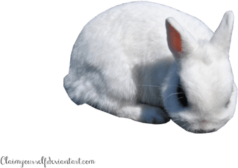 White Rabbit Png Clipart - Portable Network Graphics