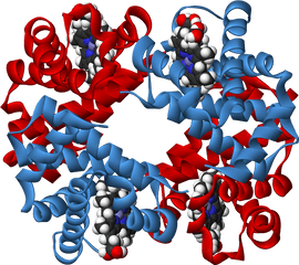 Haemoglobin - Biology Protein Cartoon Png