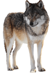 Lobo En Png Transparent Image - Lobo Png