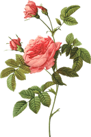 Pink 17591840 Plant Rose Pierrejoseph Redoutxe9 Painter - Free PNG