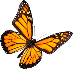 Mariposa Volando Png - Monarch Butterfly Transparent Background