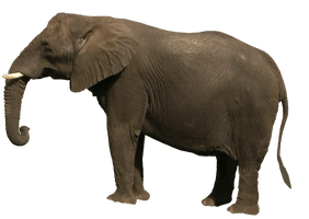 Elephant Png Image