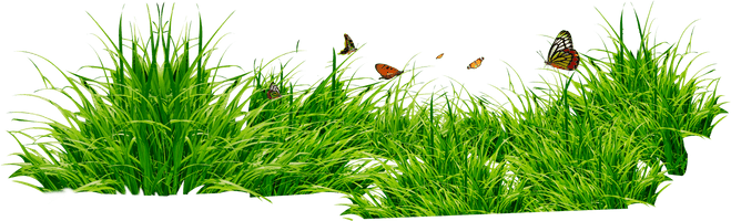 Photos Grass Green Download HQ - Free PNG