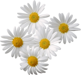 Rose Hd Png Image Free Picture Download Transparent - Transparent Background Chamomile Png