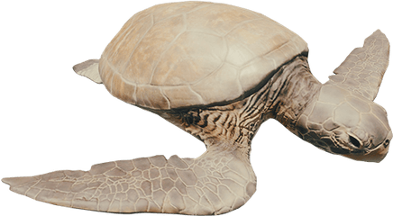 Sea Turtle - Forest Turtle Png