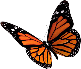 Pictures Free Icons And Backgrounds Png - Monarch Butterfly Transparent Background