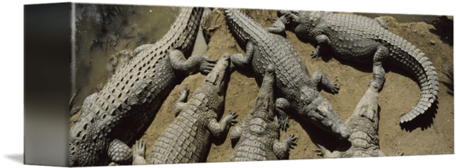 Crocodiles In A Crocodile Farm Victoria Falls Zim By - Big Png