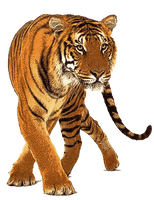 Tiger Png Image Download Tigers