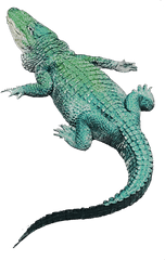 Crocodile Png Green Greenaestetic - Green Iguana