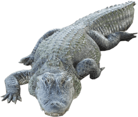 Crocodile Transparent Images - High Resolution Crocodile Png